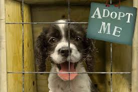 adoption.jpg