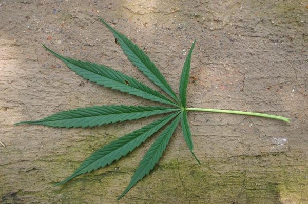 Marijuana.jpg