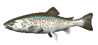 animatedtrout-51.gif